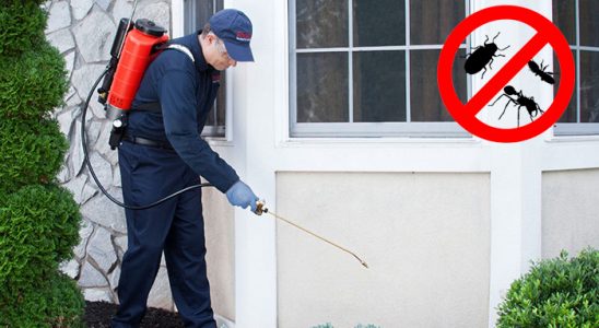Mengen Kene İlaçlama böcek ilaçlama ve haşere kontrolü — ilaclama-tr.com